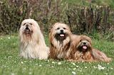 LHASSA APSO 300